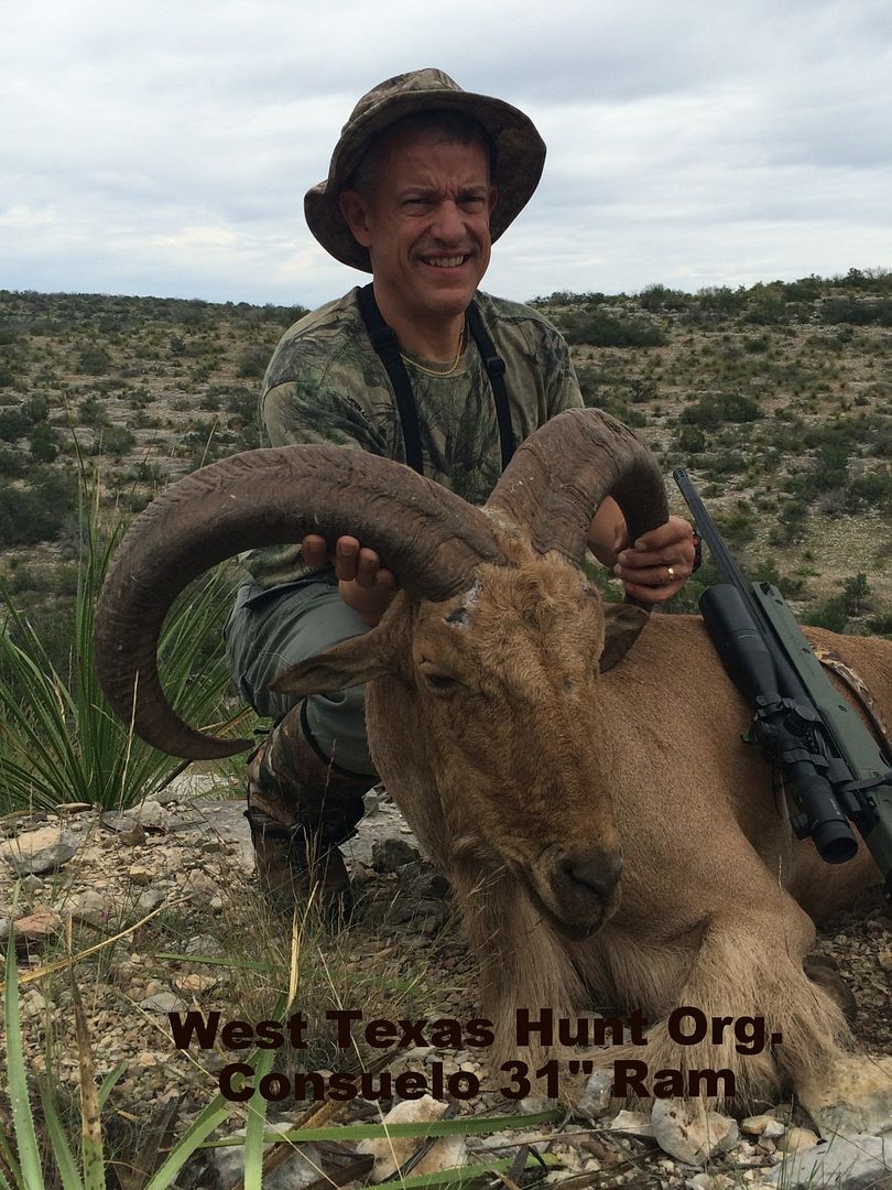 Val Verde County Free Range Aoudad Texas Hunting Forum